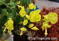 Holmskioldia citrina, Holmskioldia sanguinea 'Citrina' , Mandarin Sunrise, Mandarins hat, Yellow Chinese Hat

Click to see full-size image