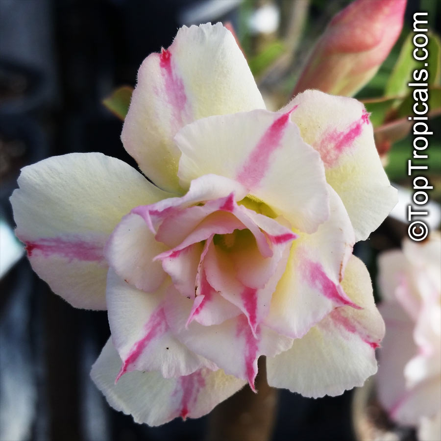 Adenium hybrid (double flower), Double Flower Desert Rose Hybrid. Adenium 'Money Money'