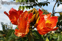 Spathodea campanulata, African Tulip Tree, Scarlet Bell Tree, Fountain Tree

Click to see full-size image