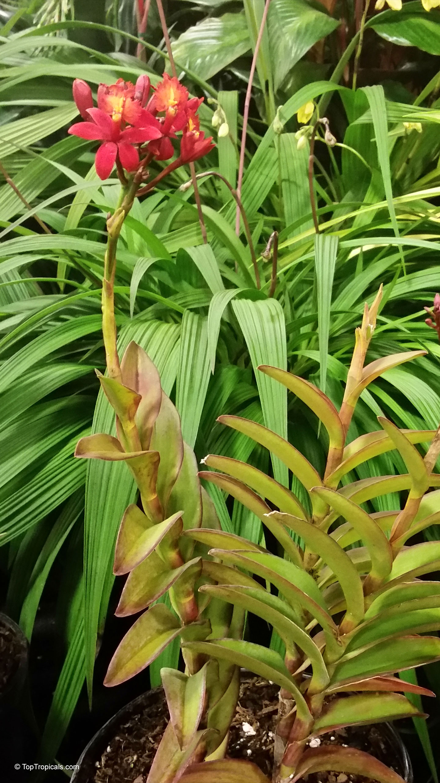 Epidendrum sp. (Reed Orchid) with a cluster of red flower heads and slender green leaves. Epidendrum sp. (Reed Orchid) with red flower and narrow green leaves close up shot