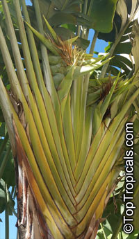 Ravenala madagascariensis, Travelers Palm

Click to see full-size image