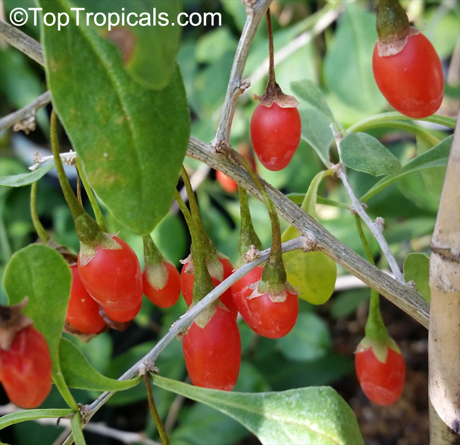 Lycium barbarum, Lycium chinense, Goji Berry, Wolfberry - TopTropicals.com