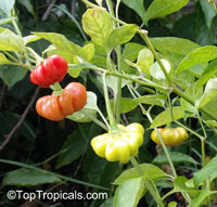 Capsicum baccatum, Starfish Pepper, Brazilian Starfish, Christmas Bell, Bishops Crown

Click to see full-size image