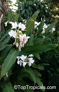 Hedychium coronarium, White Ginger, Butterfly Ginger Lily

Click to see full-size image