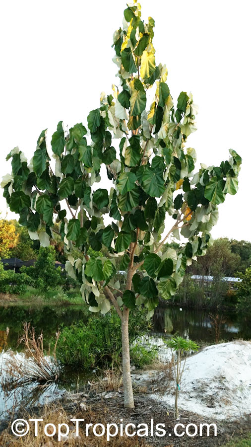 Pterospermum acerifolium, Dinnerplate Tree