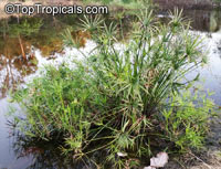 Cyperus sp., Flatsedge

Click to see full-size image