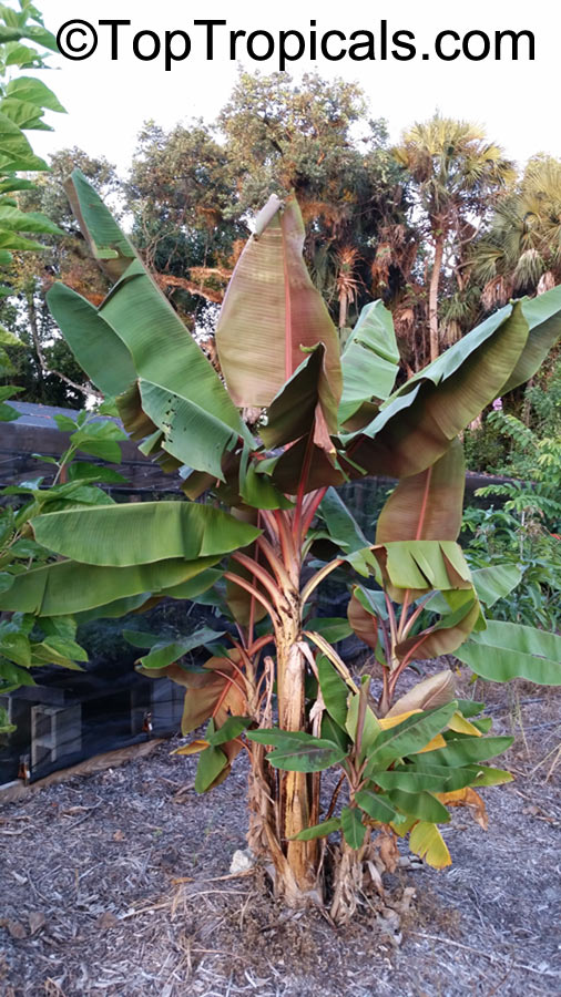 Musa sumatrana, Musa acuminata ssp. zebrina, Blood Leaf Banana