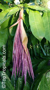 Brownea ariza, Hermesias ariza , Scarlet Flame Bean

Click to see full-size image