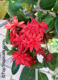 Ixora hybrid Crimson Star

Click to see full-size image