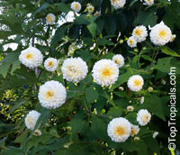 Montanoa bipinnatifida, Tree Chrysanthemum, Pom Pom Tree

Click to see full-size image