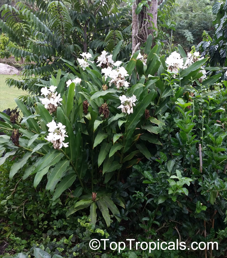 Hedychium coronarium, White Ginger, Butterfly Ginger Lily