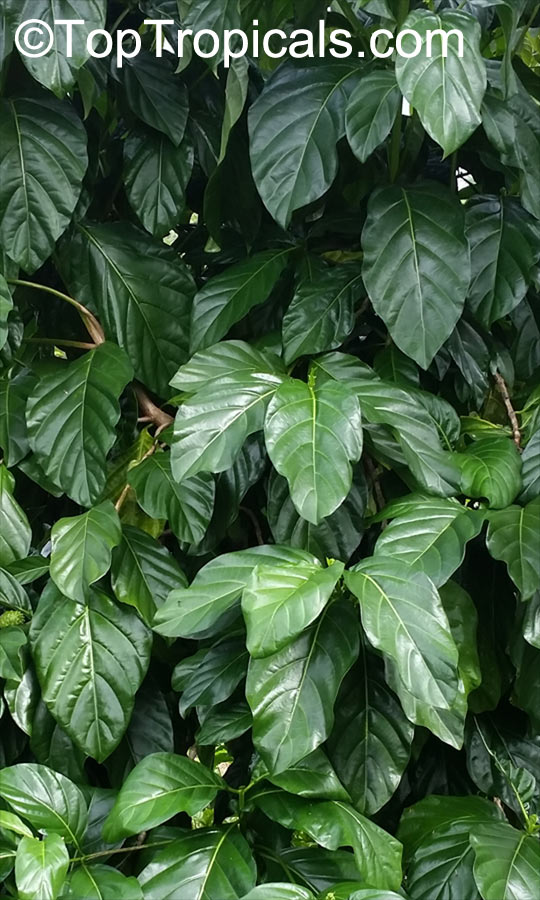 Morinda citrifolia, Noni, Great Morinda, Indian Mulberry, Mengkudu (Malay), Nonu/Nono (Pacific Islands)