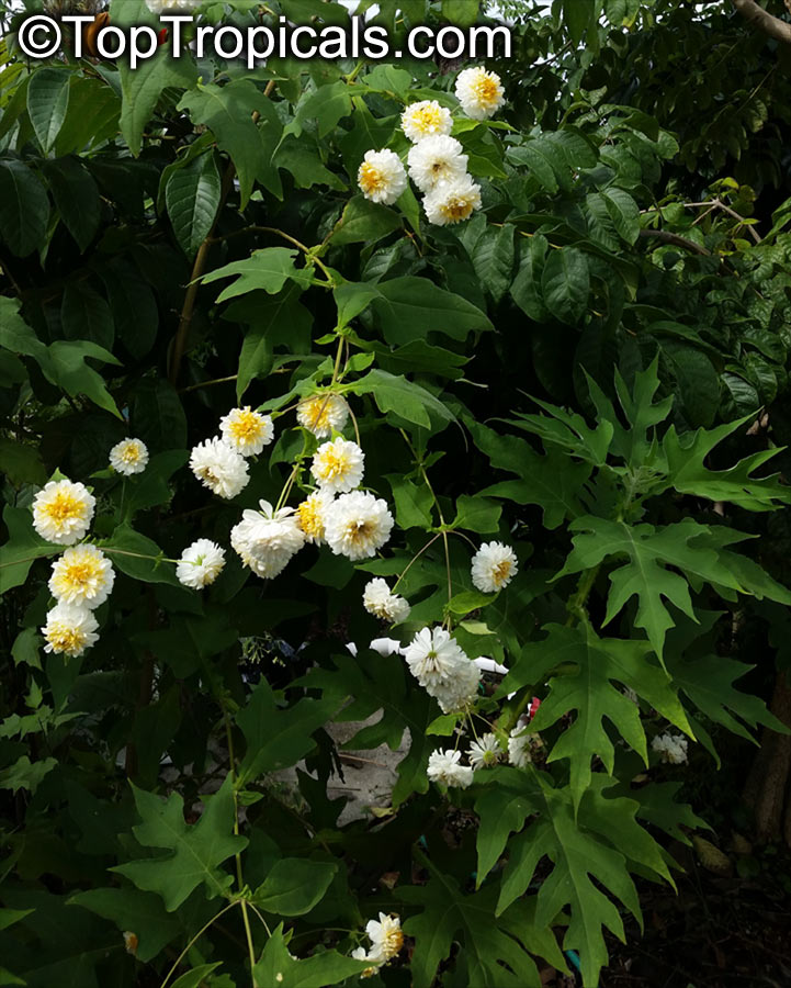 Montanoa bipinnatifida, Tree Chrysanthemum, Pom Pom Tree