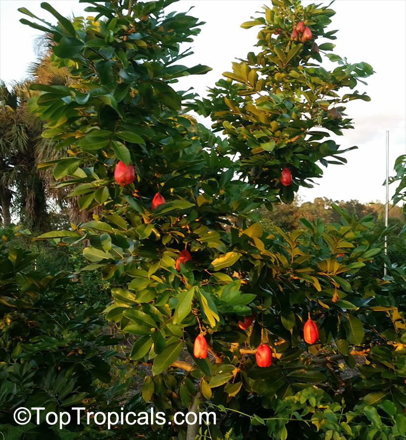 Akee tree