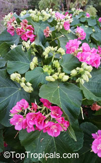 Dombeya x seminole, Tropical Rose Hydrangea