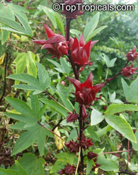 Hibiscus sabdariffa, Karkade, Red sorrel, Red tea, Roselle, Flor de Jamaica, Rosa de Jamaica

Click to see full-size image