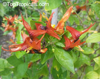 Ruttya fruticosa Orange, Rabbit Ears, Orange Bird, Hummingbird plant