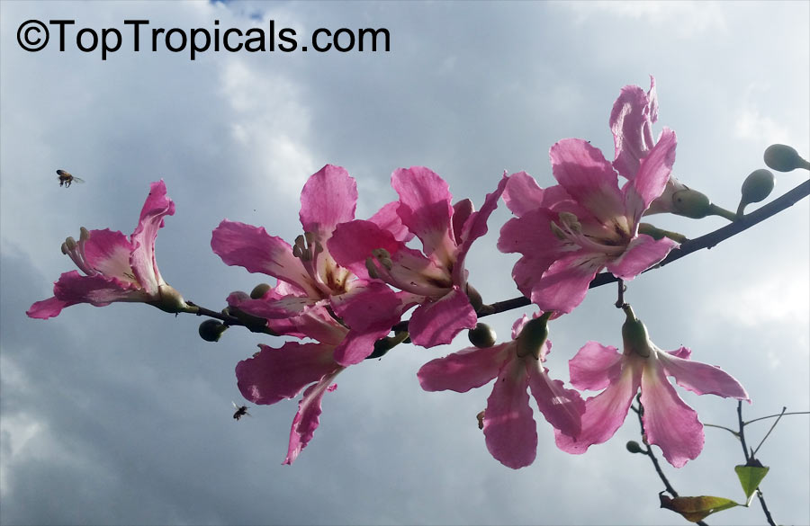 Ceiba speciosa - Bottle tree - Ouriques Farm