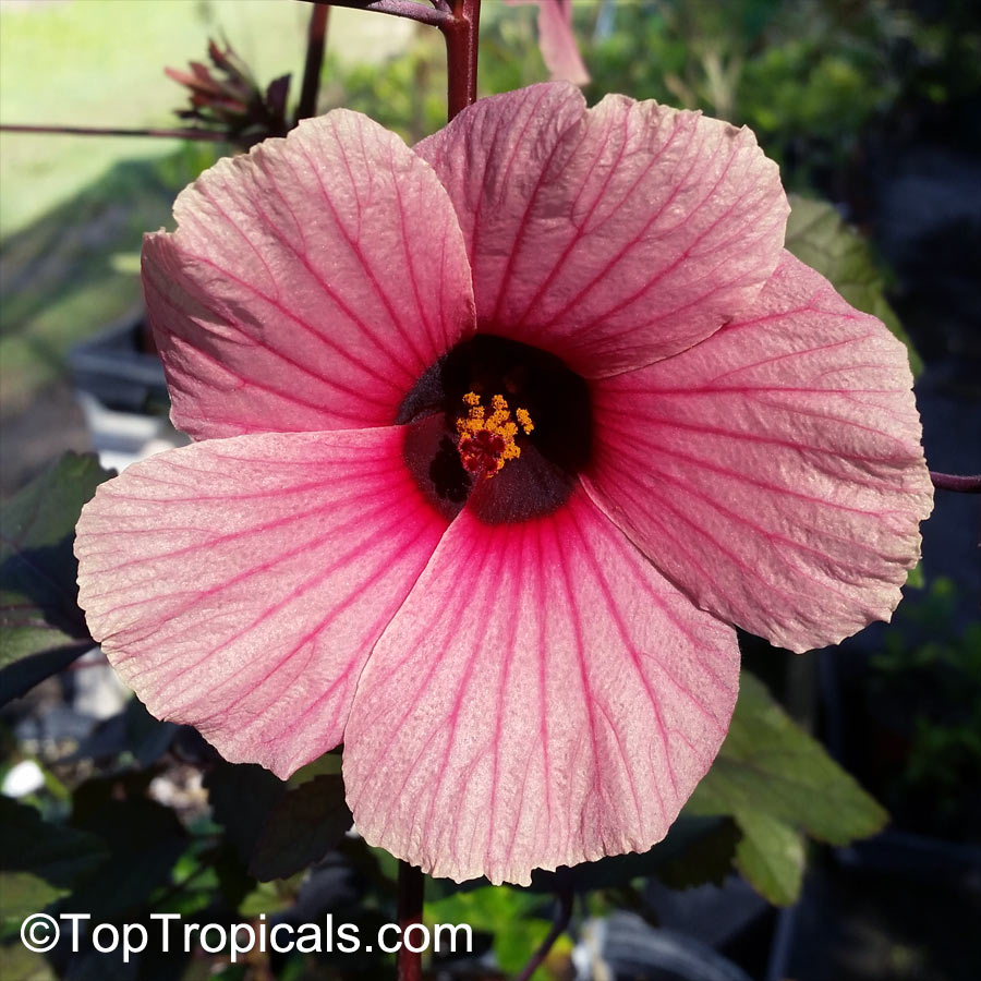 Hibiscus acetosella, African Rosemallow, Maple Sugar, Red Hibiscus, Cranberry Shield