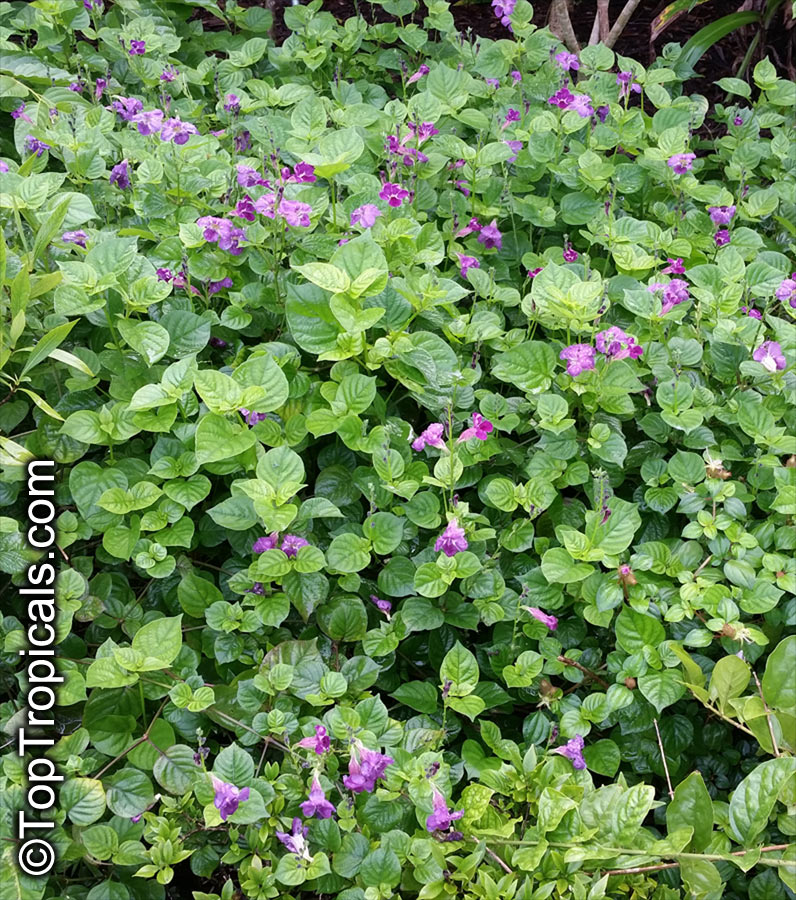 Asystasia gangetica, Chinese Violet, Creeping Foxglove, Ganges Primrose