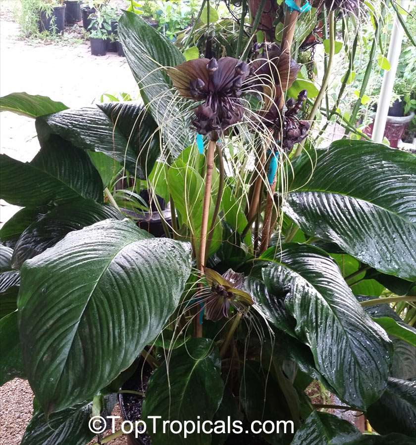 Tacca Chantrieri Bat Head Lily Bat Flower Devil Flower Black Tacca Toptropicals Com