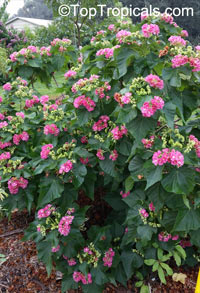 Dombeya seminole - Tropical Rose Hydrangea

Click to see full-size image