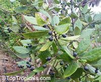 Persea borbonia, Laurus borbonia, Persea littoralis, Redbay, Florida Mahogany, Sweet Bay, Silk Bay, Laurel Tree
