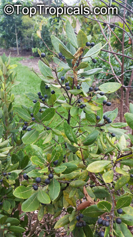 Persea borbonia, Laurus borbonia, Persea littoralis, Redbay, Florida Mahogany, Sweet Bay, Silk Bay, Laurel Tree