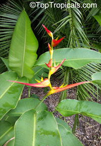 Heliconia latispatha, Expanded Lobsterclaw

Click to see full-size image
