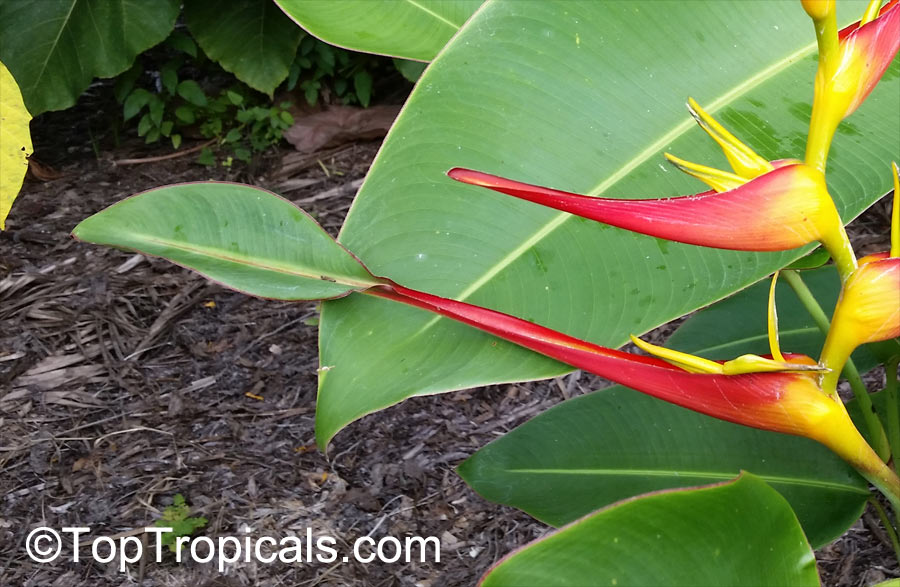Heliconia latispatha, Expanded Lobsterclaw