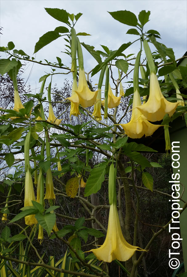 Brugmansia hybrid Yellow, Angels Trumpet
