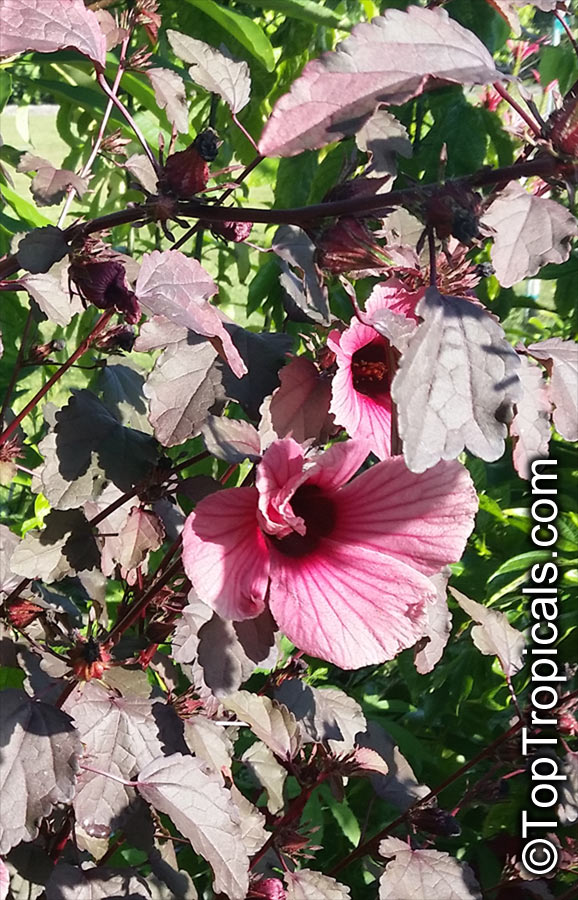 Hibiscus acetosella, African Rosemallow, Maple Sugar, Red Hibiscus, Cranberry Shield