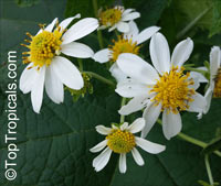 Montanoa grandiflora, Daisy Tree

Click to see full-size image