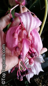 Medinilla magnifica, Showy Melastome

Click to see full-size image