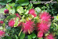 Calliandra emarginata, Inga emarginata, Powderpuff

Click to see full-size image