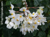 Begonia odorata var. alba, Sweet Begonia

Click to see full-size image
