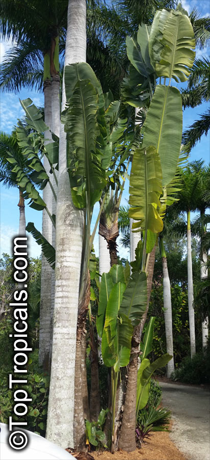 Ravenala madagascariensis Travelers Palm Pint Plant - Georgia Vines