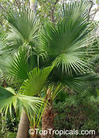 Livistona sp., Fountain Palm