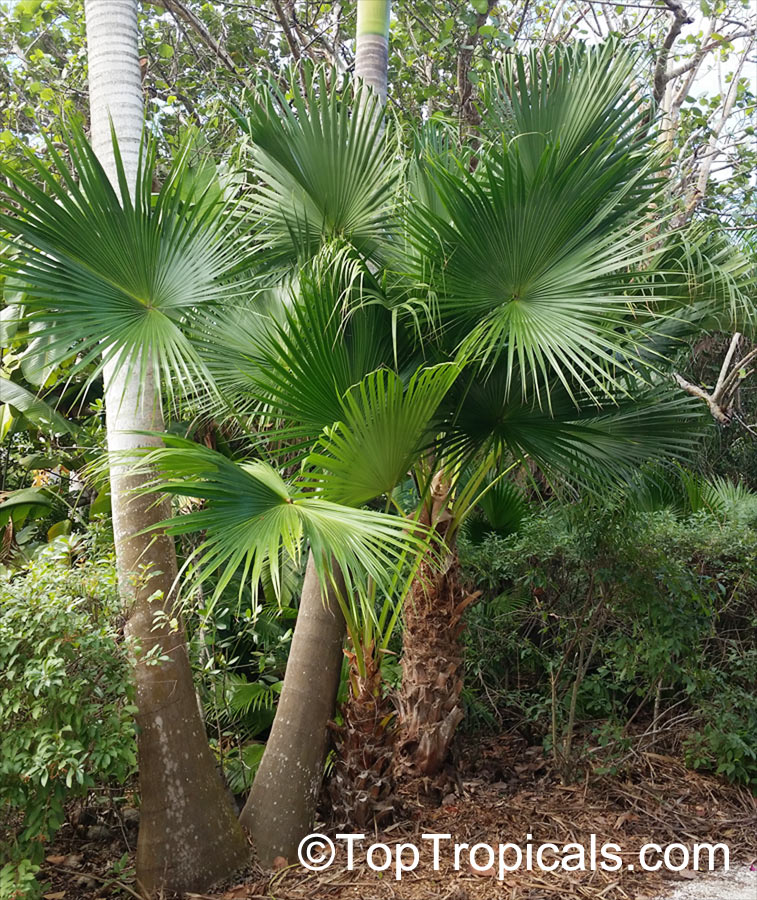 Livistona sp., Fountain Palm