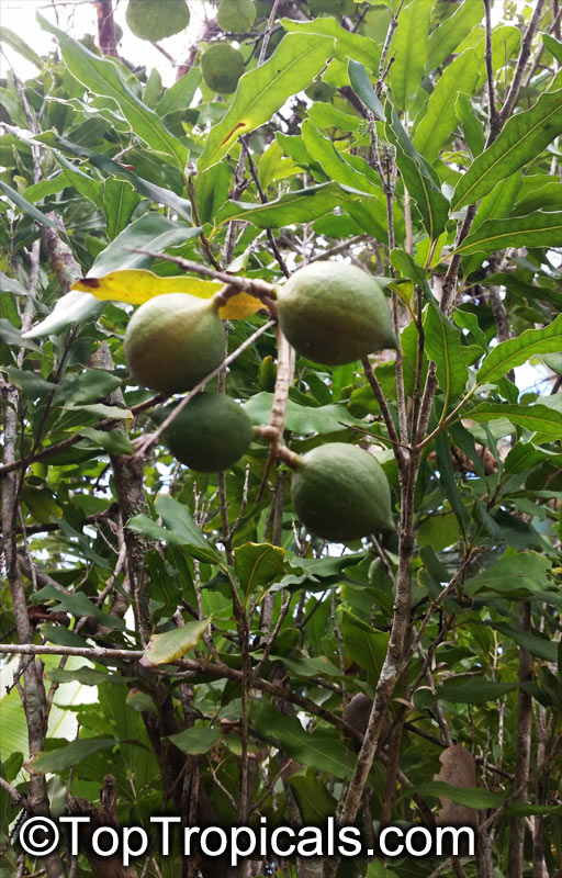 Macadamia nut var. Beaumont (Macadamia integrifolia), air-layered