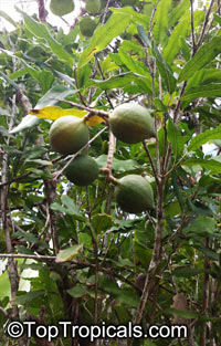 Macadamia integrifolia x tetraphylla - Macadamia Nut

Click to see full-size image