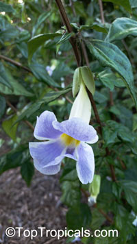Thunbergia erecta, King&apos;s Mantle, Bush Clock Vine. Thunbergia erecta 'Fairy Moon'