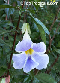 Thunbergia erecta, King&apos;s Mantle, Bush Clock Vine. Thunbergia erecta 'Fairy Moon'
