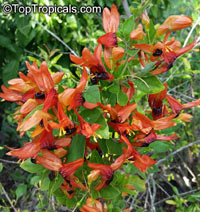 Ruttya fruticosa Orange, Rabbit Ears, Orange Bird, Hummingbird plant