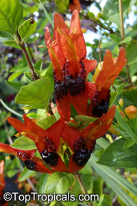 Ruttya fruticosa Orange, Rabbit Ears, Orange Bird, Hummingbird plant