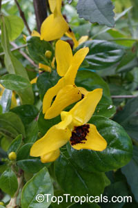 Ruttya fruticosa Yellow, Rabbits ears

Click to see full-size image