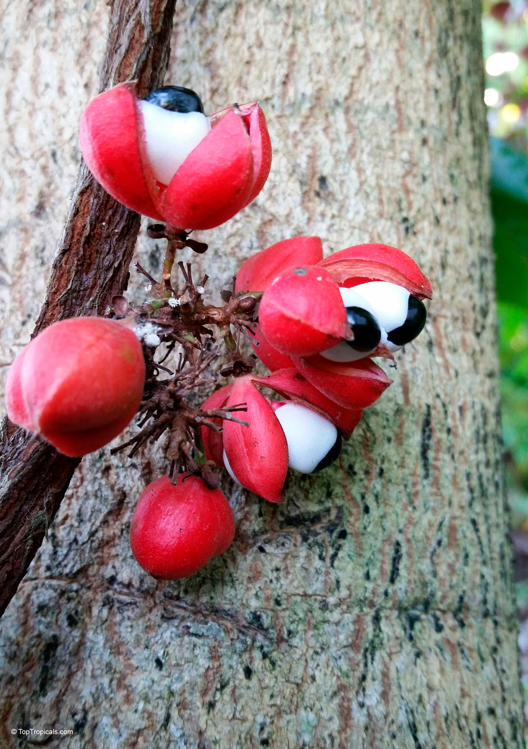 Paullinia cupana (Brazilian cocoa) with red shells splitting to expose white pulp and black seeds. Paullinia cupana (Brazilian cocoa) with red and white split fruit in a close up