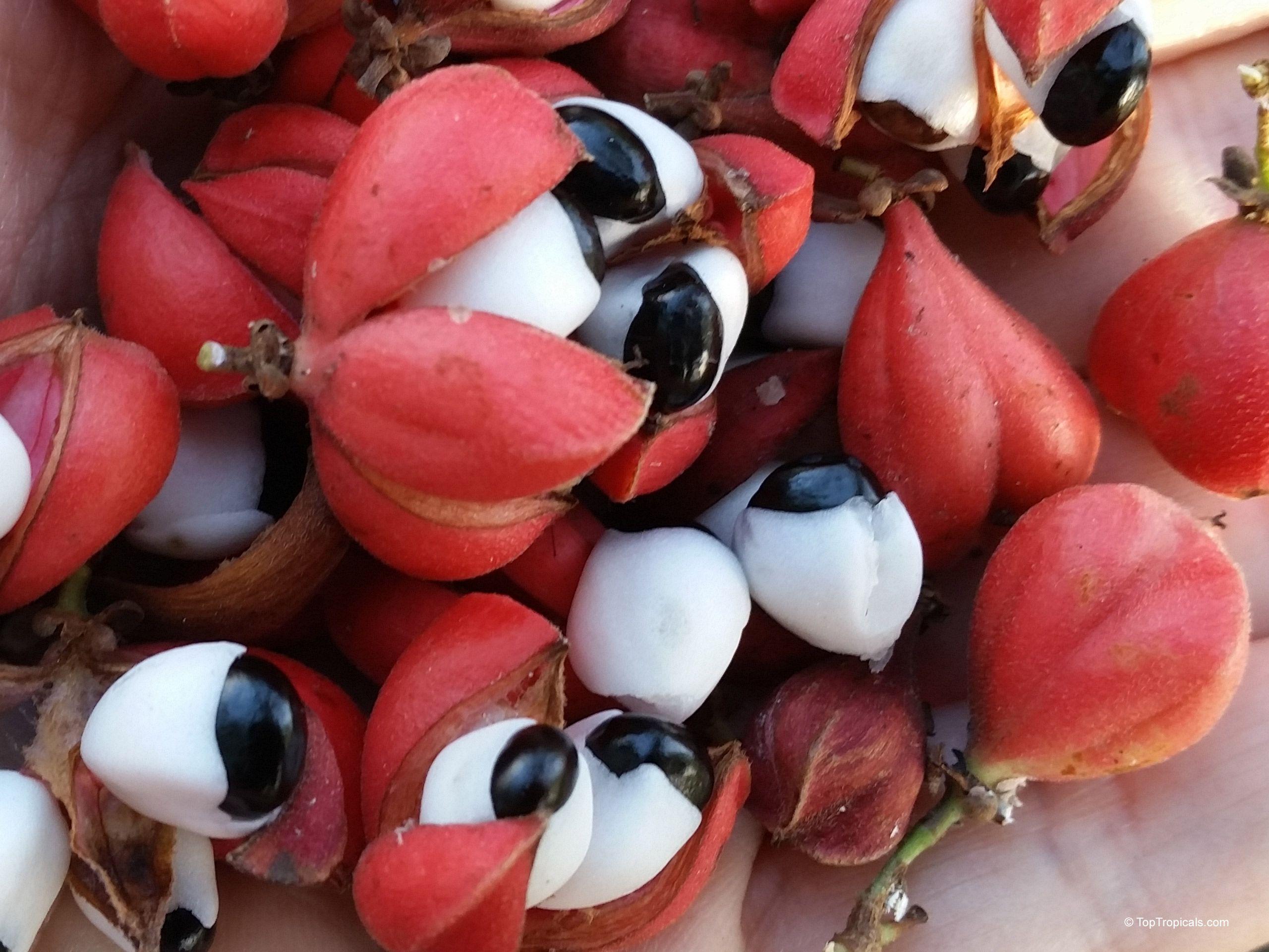 Paullinia cupana (Brazilian cocoa) with open pods revealing white pulp and black seeds. Paullinia cupana (Brazilian cocoa) with red and white fruit, close up in a hand.