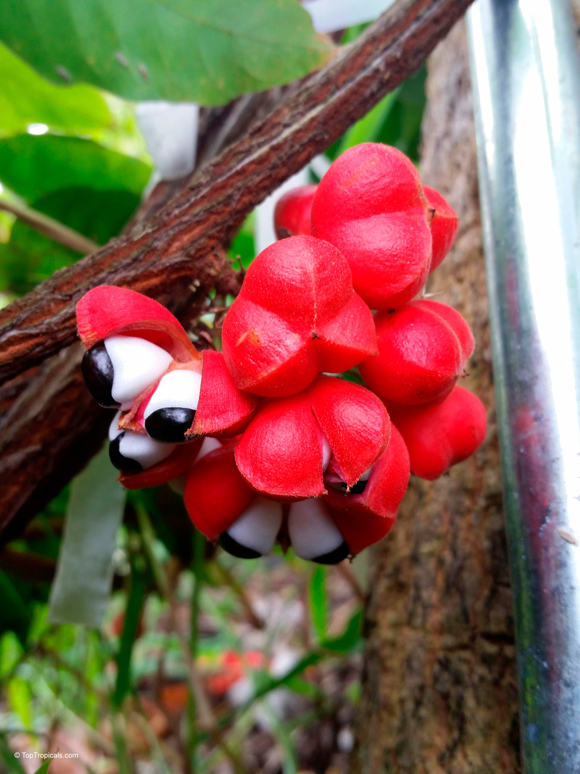 Paullinia cupana (Brazilian cocoa) hanging on a woody branch with opened red fruit capsules. Paullinia cupana (Brazilian cocoa) with bright red fruit and dark seeds close up.