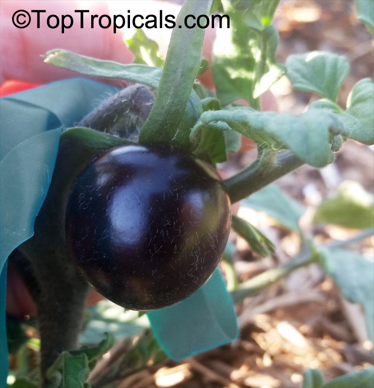 Solanum lycopersicum, Lycopersicon lycopersicum, Lycopersicon esculentum, Tomato